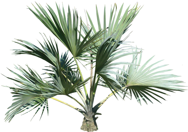 PalmTree PNG Free Download 5