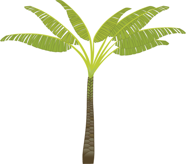 PalmTree PNG Free Download 6