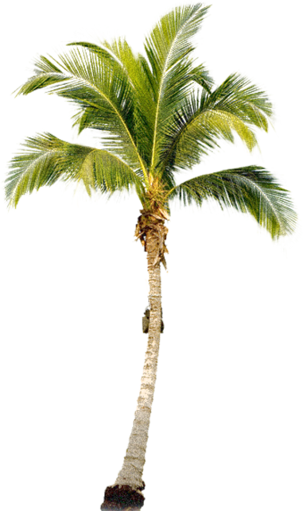 PalmTree PNG Free Download 7