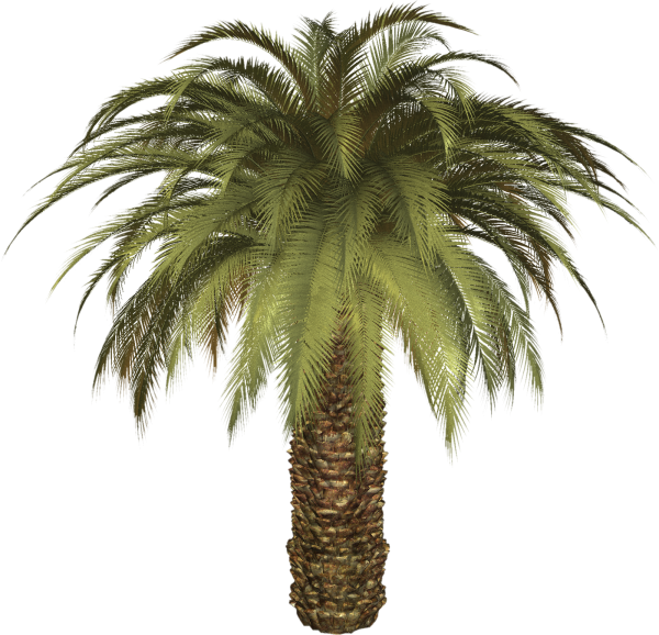 PalmTree PNG Free Download 8