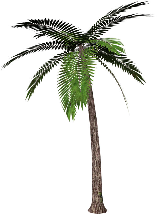 PalmTree PNG Free Download 9