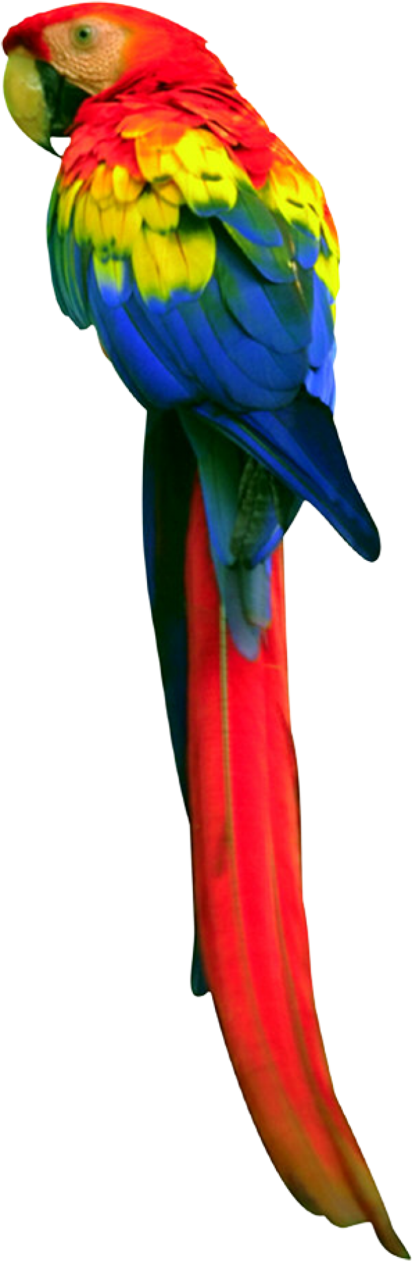 Parrot PNG Free Download 3