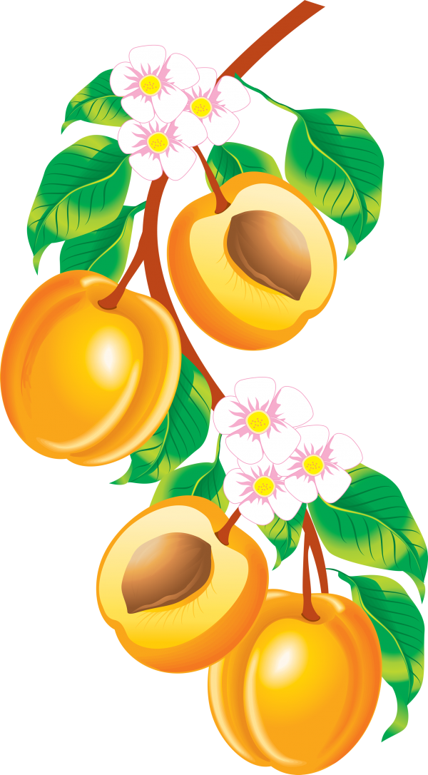 Peach PNG Free Download 12