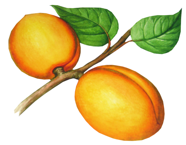 Peach PNG Free Download 48