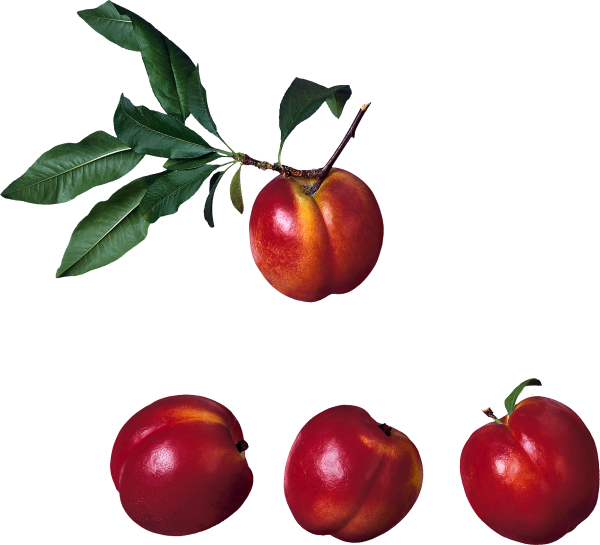 Peach PNG Free Download 53