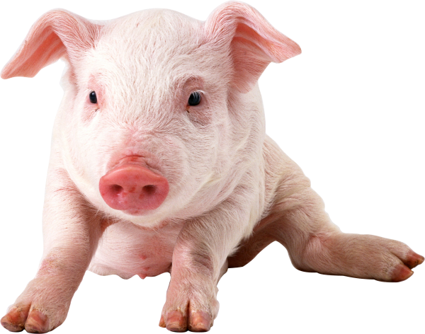 Pig PNG Free Download 1
