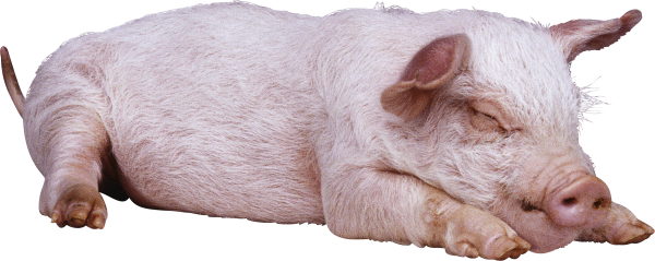 Pig PNG Free Download 10