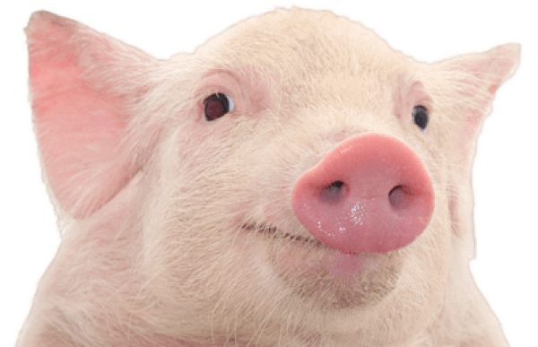 Pig PNG Free Download 11