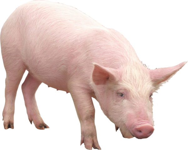 Pig PNG Free Download 13