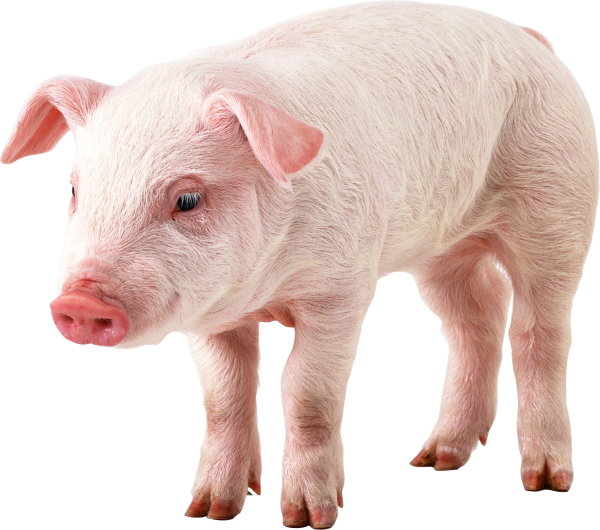 Pig PNG Free Download 14