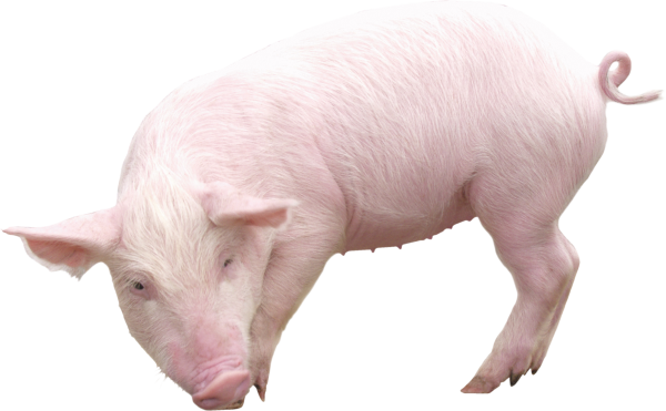 Pig PNG Free Download 15