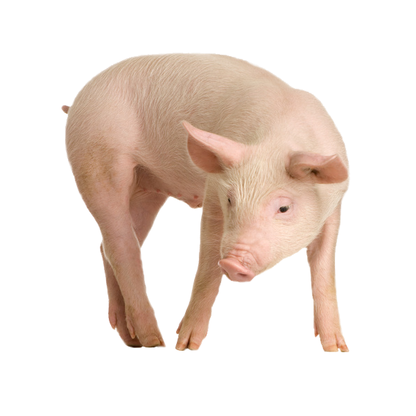 Pig PNG Free Download 16