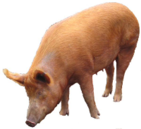 Pig PNG Free Download 17