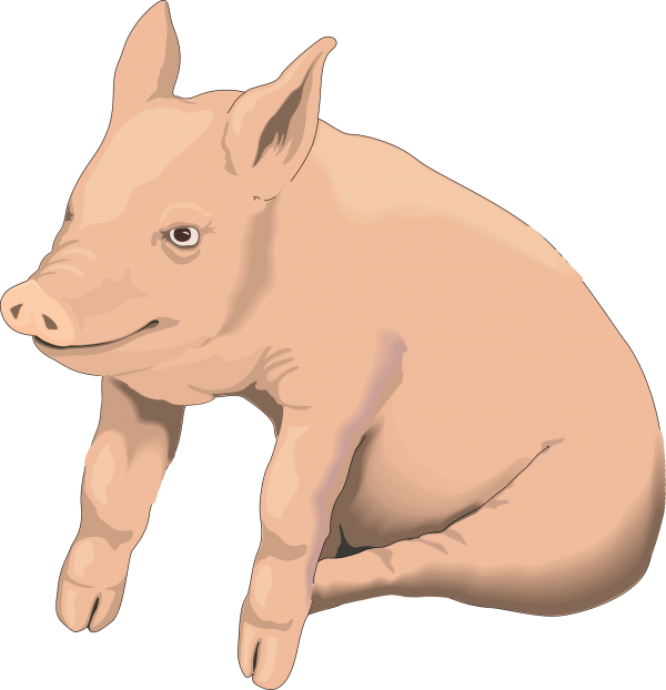Pig PNG Free Download 18