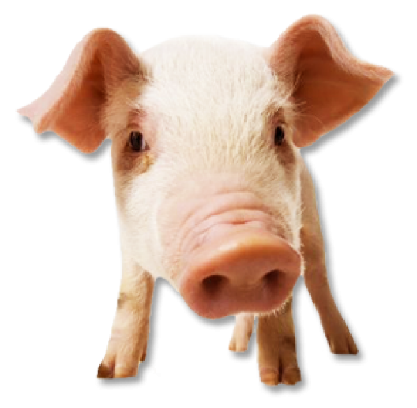 Pig PNG Free Download 19