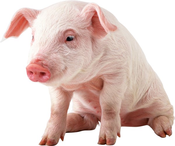 Pig PNG Free Download 2