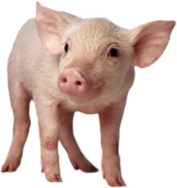 Pig PNG Free Download 20
