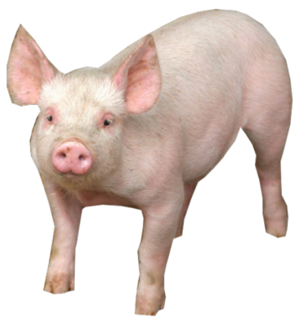 Pig PNG Free Download 21