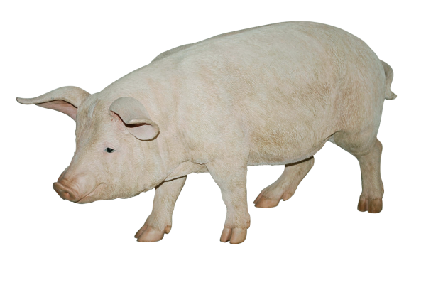 Pig PNG Free Download 22