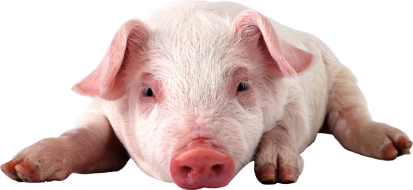 Pig PNG Free Download 23