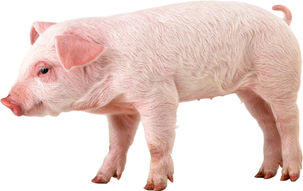 Pig PNG Free Download 24