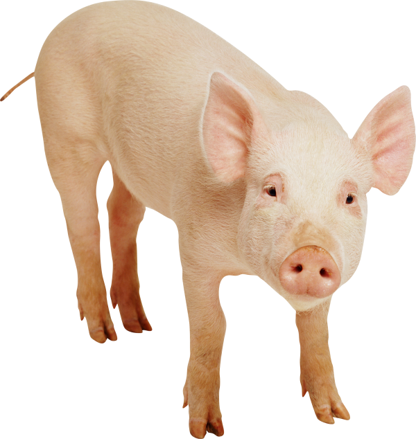 Pig PNG Free Download 26