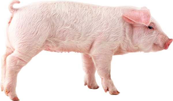 Pig PNG Free Download 5