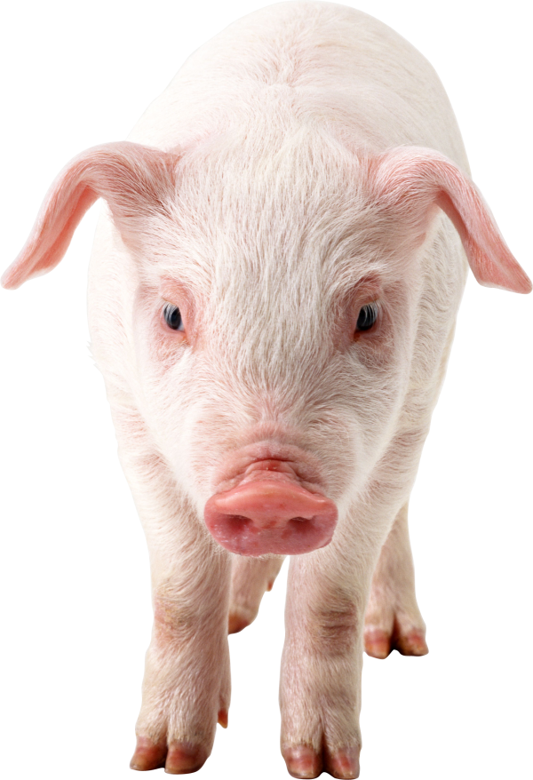 Pig PNG Free Download 6