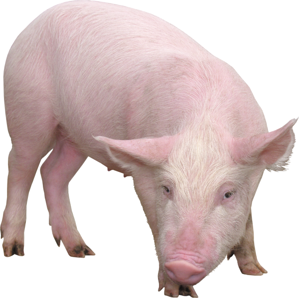 Pig PNG Free Download 7