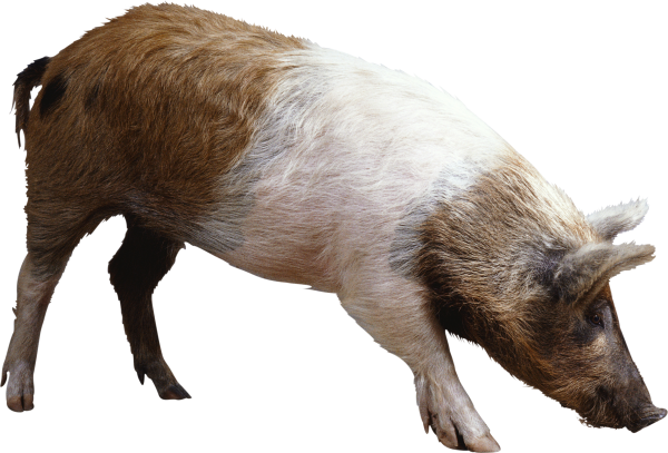 Pig PNG Free Download 9