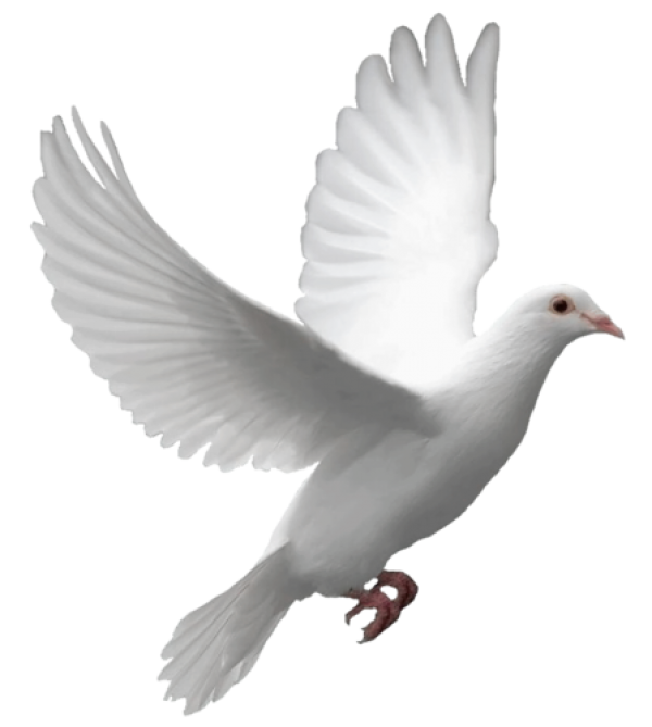 Pigeon PNG Free Download 1