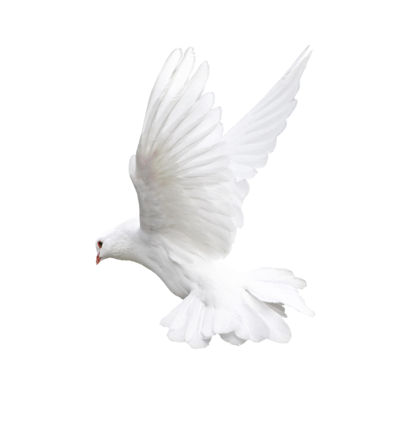 Pigeon PNG Free Download 12