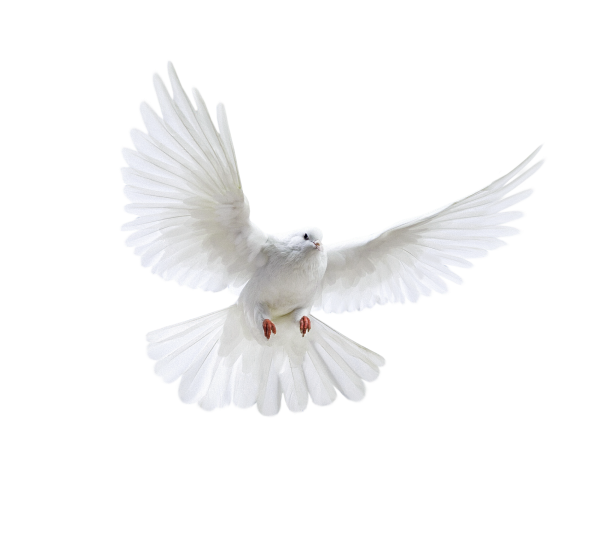 Pigeon PNG Free Download 13