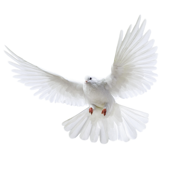 Pigeon PNG Free Download 15
