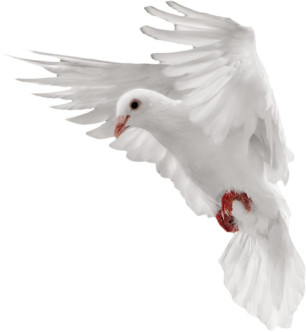 Pigeon PNG Free Download 2