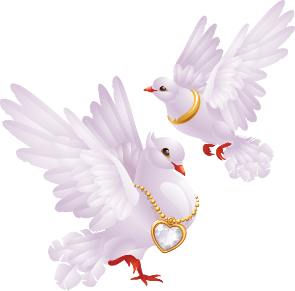 Pigeon PNG Free Download 23