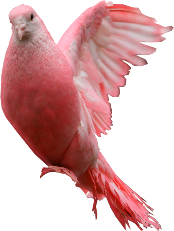 Pigeon PNG Free Download 3