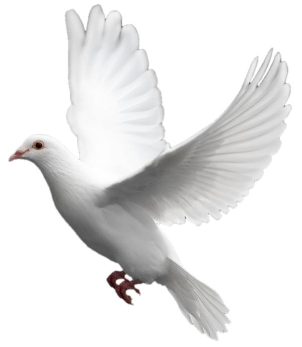 Pigeon PNG Free Download 8