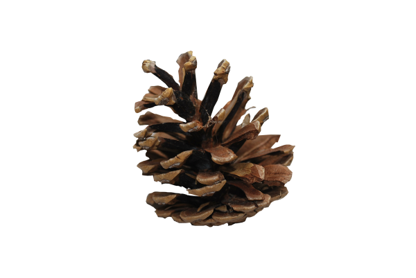 Pine Cone Brown Image
