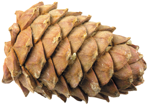 Pine Cone Clipart Image
