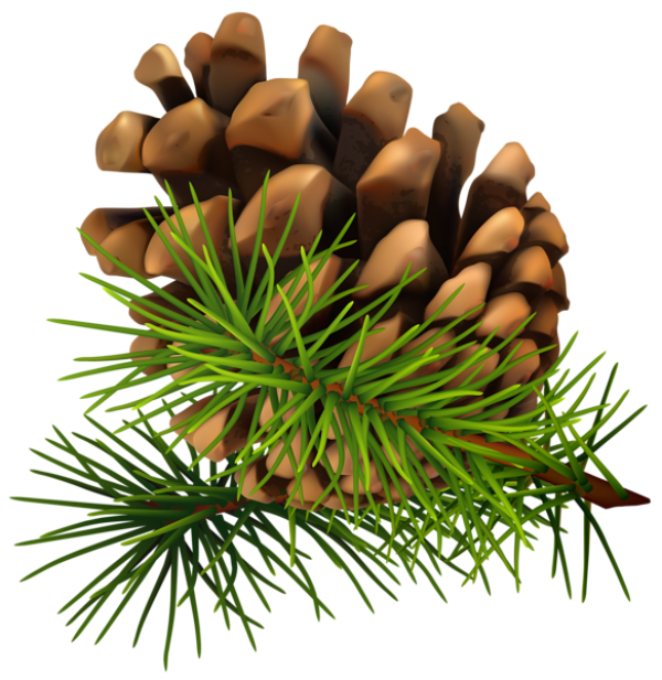 Pine Cone Drawing Image