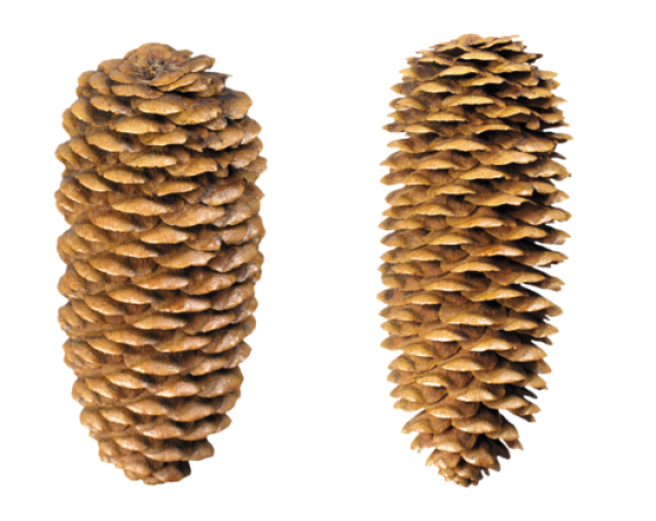 Pine Cone Free Png Doownload