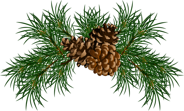 Pine Cone Illustrator Png