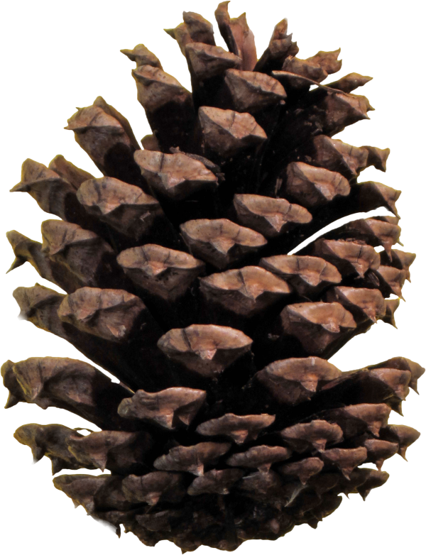 Pine Cone Png Clipart