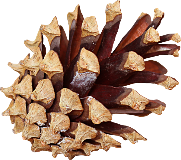 Pine Cone Png Free Download