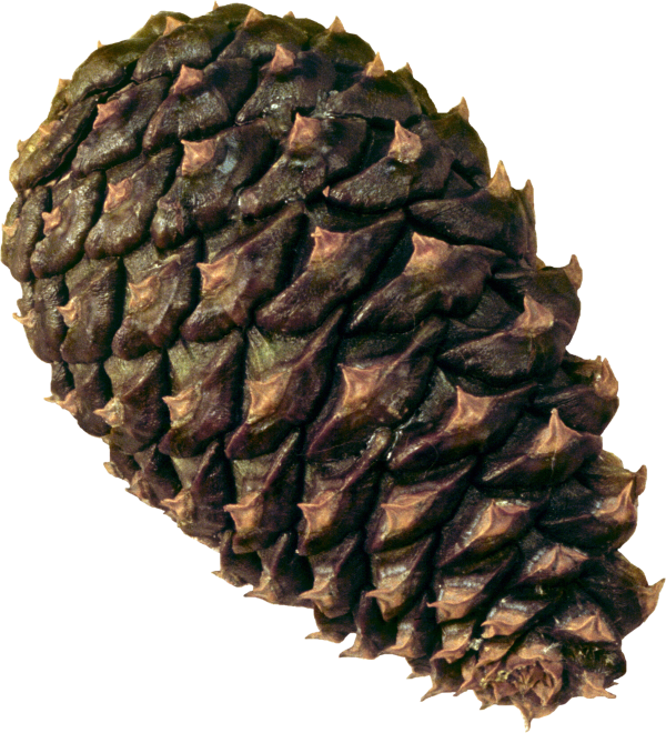 Pine Cone Png Free
