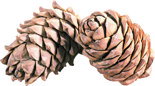 Pine Cone Png