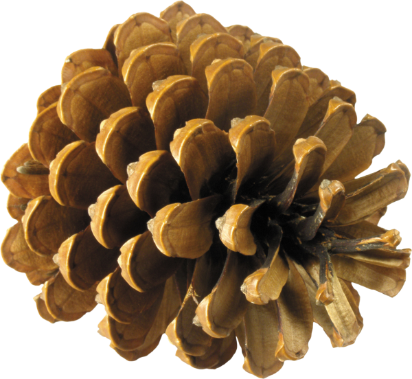Pine Tree Cone Png