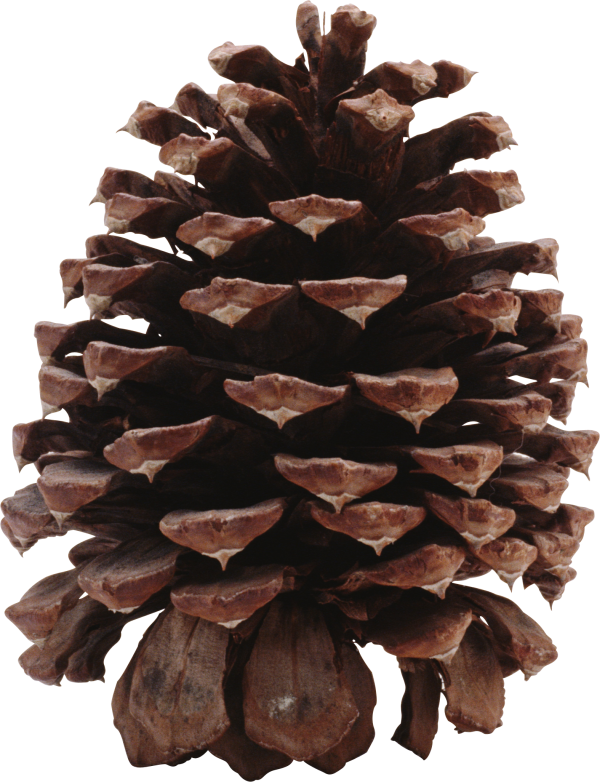 Pine