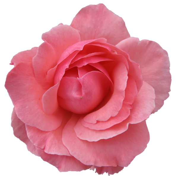 pink rose pettal free png download